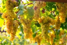 CANAVESE - Il freddo anomalo devasta le viti: per la Cia a rischio il 70% del vino canavesano