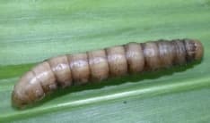 CANAVESE - Insetto killer devasta i campi agricoli: è la «Mythimna unipuncta»