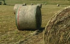 LEINI - Spazi gratuiti per la fienagione riservati agli agricoltori