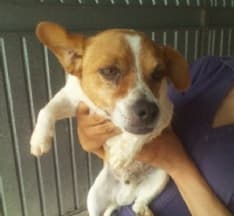 MAZZE' - Cucciolo smarrito in frazione Casale