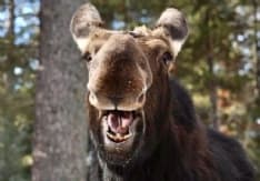 NATURA - L'irresistibile comicità degli animali