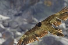 PARCO GRAN PARADISO - Dalla natura un regalo di Natale: il ritorno del gipeto nell'area protetta del Parco