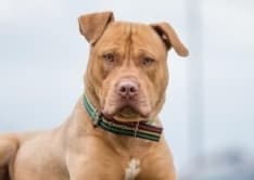 IVREA - Pitbull sfugge al controllo della proprietaria e aggredisce un altro cane: due persone ferite