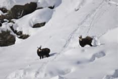 GRAN PARADISO - Il Parco nazionale del Gran Paradiso compie 99 anni e prepara la grande festa per il centenario