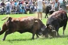 FAVRIA - Torna la Fiera di Sant'Isidoro: tra tradizione e agricoltura