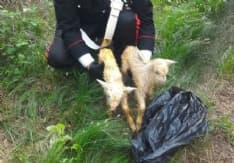 VAUDA CANAVESE - Due capretti chiusi in un sacco e lanciati nella scarpata