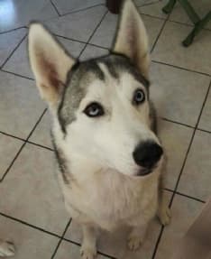 RIVAROLO-RIVAROSSA - Smarrita Maya nella zona di Argentera