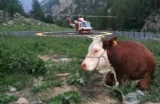 NOASCA - Mucca ferita resta bloccata in quota: salvata dall'intervento dei vigili del fuoco - FOTO