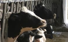 CANAVESE - ABBATTUTE 450 MUCCHE MALATE DI TUBERCOLOSI