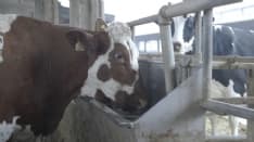 COVID - L'emergenza è costata alle stalle italiane 1,7 miliardi di euro