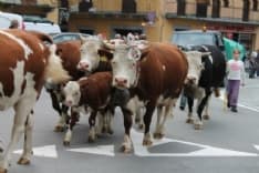 SETTIMO VITTONE - La transumanza diventa una grande festa popolare