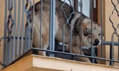 FRONT CANAVESE - Il lupo cecoslovacco salvato a Natale perchè legato sul balcone di casa dovrà tornare ai proprietari