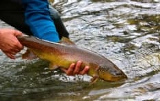 CERESOLE REALE - Gli esperti a confronto per salvare la trota