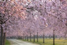 NATURA – Alla Reggia di Venaria arriva la primavera