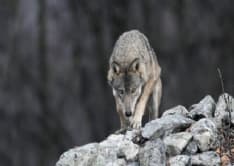 CANAVESE - Attacchi dei lupi, l'Uncem scrive ai ministri Costa e Bellanova: «Servono soluzioni»