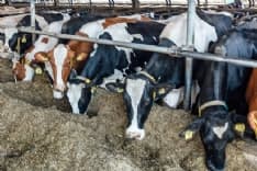 CORONAVIRUS - Allarme Coldiretti: il settore lattiero caseario del Piemonte rischia il dramma