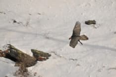 PARCO GRAN PARADISO - Il Gipeto torna a nidificare per il quinto anno consecutivo