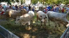 RIVAROLO CANAVESE - Confermata la tradizionale fiera di San Giacomo