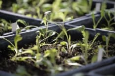 EVENTI - ColtivaTo, il Festival Internazionale dell’Agricoltura