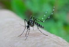 CANAVESE - Assieme al caldo, arrivano anche le zanzare