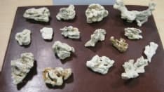 CASELLE - Coralli dal Messico in valigia: turista rischia super multa