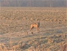 CANDIA CANAVESE - Avvistato un lupo nelle vicinanze del lago. Il sindaco: «Benvenuto»