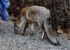 IVREA - E' morta la volpe che era stata «adottata» da un condominio