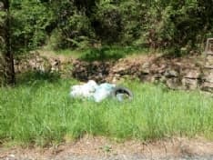 PRASCORSANO - «Tagga il maiale»: discariche abusive in aumento