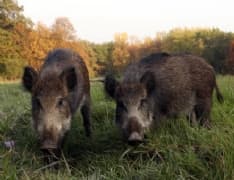 CASTELLAMONTE - Contenimento cinghiali: domani si spara