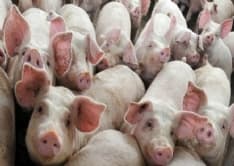 VALPERGA - Maiali puzzolenti: lavori in corso all'allevamento