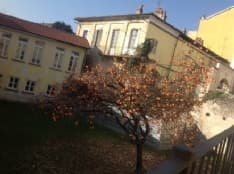 CUORGNE' - Il sindaco Pezzetto raccoglie i cachi per i poveri