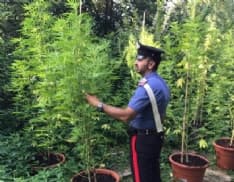 LOMBARDORE - Undici piante di marijuana coltivate in un terreno agricolo: due giovani fratelli arrestati