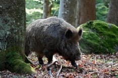 VAL DI CHY - Condannato l'allevatore che maltrattava i cinghiali: la Cassazione conferma la sentenza di Ivrea