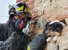 CASTELNUOVO NIGRA - I vigili del fuoco di Rivarolo salvano un cagnolino incastrato in un muro - FOTO