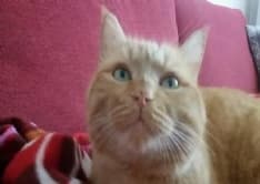 FAVRIA - Appello per ritrovare Mojito