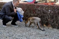 IVREA - La volpe si sente male e viene adottata dal quartiere