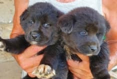 BARBANIA - Cuccioli di cane buttati in un canale a Nole per farli annegare: salvi per miracolo