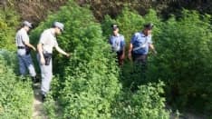 BORGARO - Il parco pubblico Chico Mendes trasformato in una piantagione di marijuana - FOTO e VIDEO