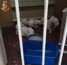 BANCHETTE - Cani abbandonati in casa senza cibo salvati dagli agenti di polizia e dai vigili del fuoco