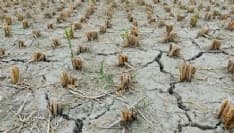 CANAVESE - Danni siccità, primi aiuti per le aziende agricole