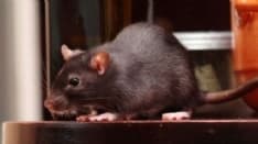 BORGARO - Topi all'asilo: chiusura della scuola per due giorni