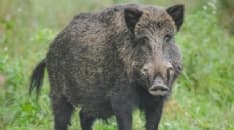 CANAVESE - Al Banco Alimentare del Piemonte la carne dei cinghiali abbattuti dalla Città metropolitana