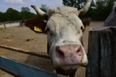 BARBANIA - E' morta la mucca Agostina: salvata da un maltrattamento si credeva un cavallo