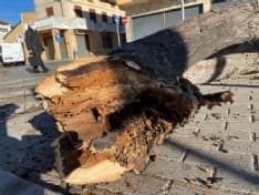 SAN MAURIZIO CANAVESE - Alberi malati e pericolosi: via agli abbattimenti