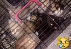 VALPERGA - Donna muore, quaranta gatti restano senza padrone