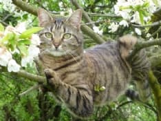 RIVAROLO CANAVESE - Appello per ritrovare la gatta Timi - FOTO