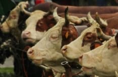 CASTELLAMONTE - La mucca si spazientisce: due bimbi in ospedale