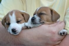 TRAFFICO DI CUCCIOLI VERSO IL CANAVESE: DUE DENUNCIATI