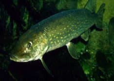 CANAVESE - Divieto di pesca del Temolo e del Luccio
