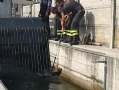 VALPERGA - Cade nel canale, cinghiale salvato dai vigili del fuoco di Ivrea